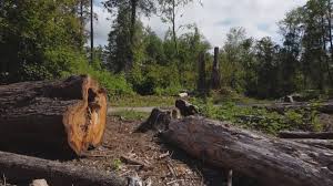 Best Hazardous Tree Removal  in Clinton, KY