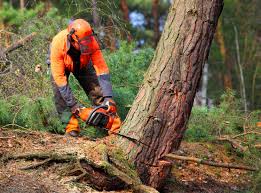 Professional Tree Services in Clinton, KY