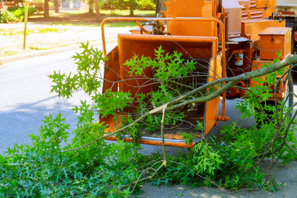 Best Lawn Pest Prevention  in Clinton, KY