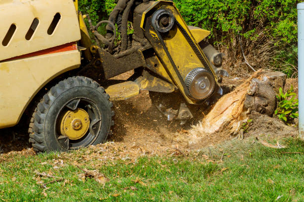 Best Tree Trimming and Pruning  in Clinton, KY