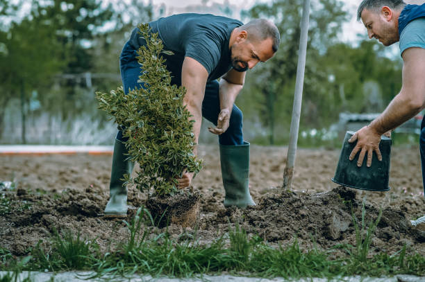 How Our Tree Care Process Works  in  Clinton, KY