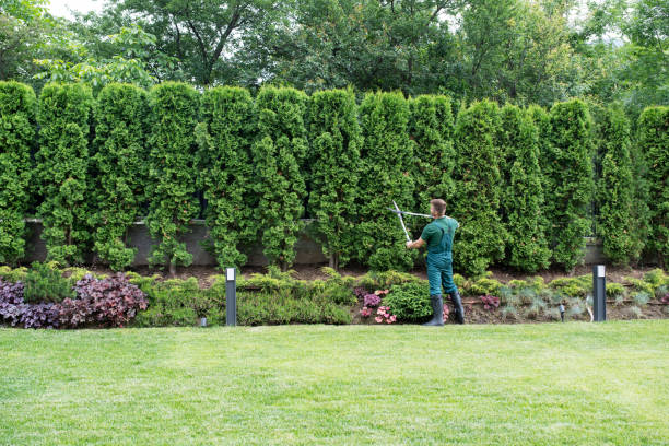 Best Tree Maintenance Programs  in Clinton, KY