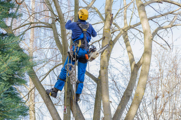 Best Firewood Processing and Delivery  in Clinton, KY
