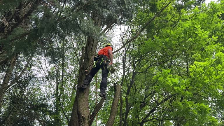 Best Arborist Consultation Services  in Clinton, KY