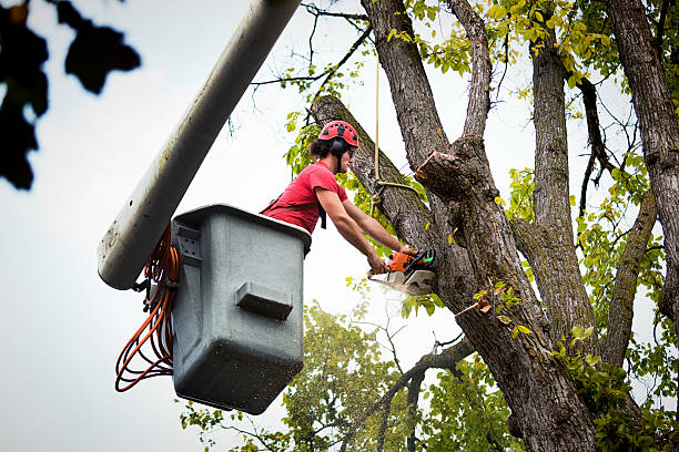 Professional Tree Services in Clinton, KY